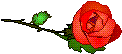 rose.gif